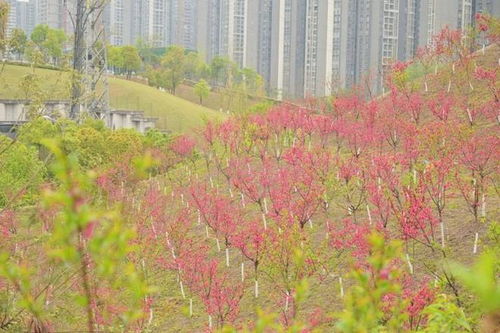 荒坡變花海 江北區1800余株碧桃綻放，精細化綠化扮靚城市角落