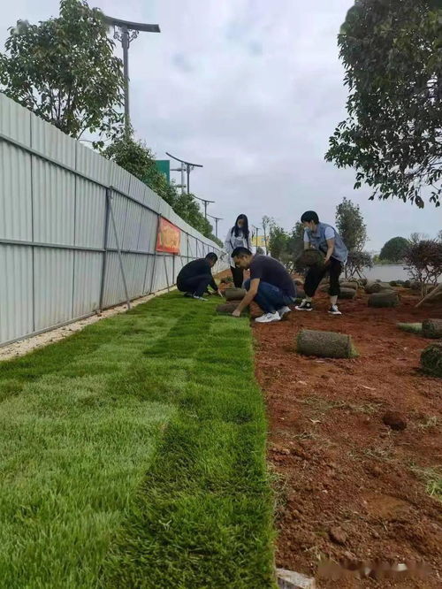 黨建引領辦實事，綠化機場路更美——市交管處黨支部開展主題黨日活動