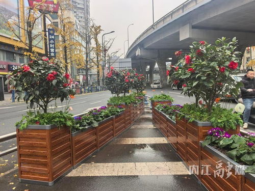 增香添彩進行時 市中區(qū)邱家嘴路口換新裝，街頭增亮色城市綠化管理