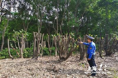 新成路中隊 養護綠化豈能簡單粗暴？耐心與責任心是城市管理的關鍵
